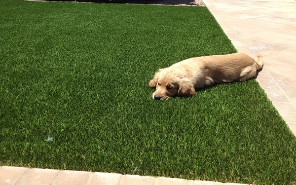 Is artificial turf good for pets?