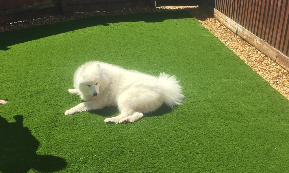 How to judge the quality of artificial turf?