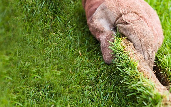 Is real lawn cheaper than artificial grass?