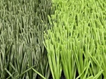 Sports Artificial Grass | Competition