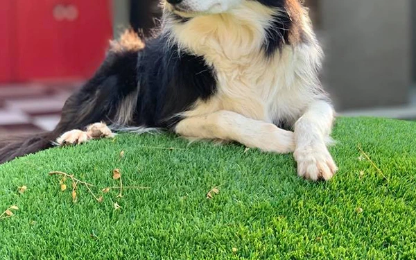 What do you put under artificial grass for dogs?