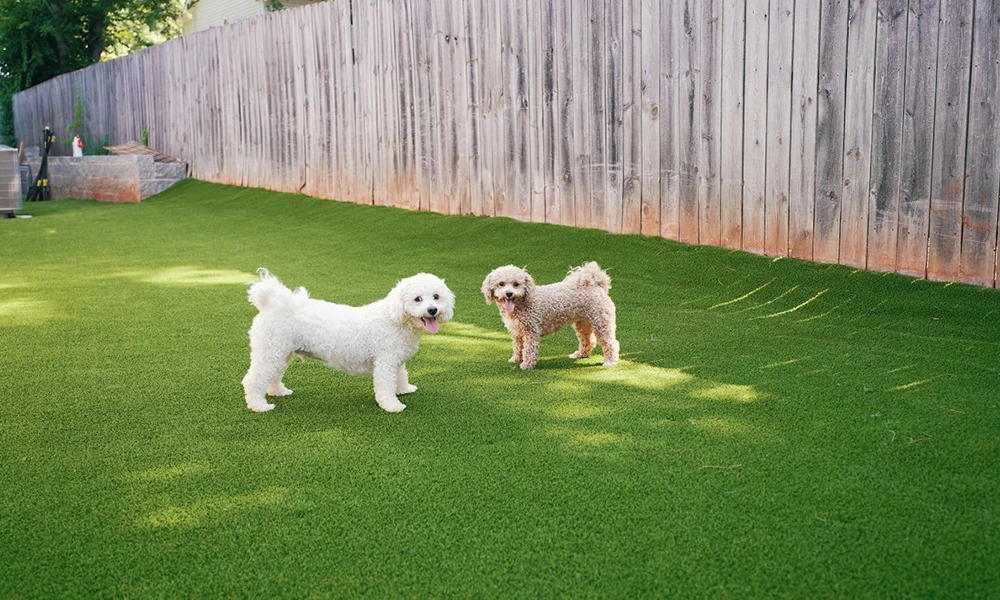 Artificial grass for dogs​: Advantages & Installation